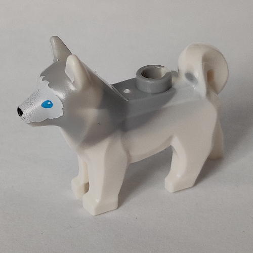 Animal, Dog, Husky with Blue Eyes, Black Nose Print and Marbled Light Bluish Gray Ears and Back Pattern White