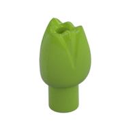 Plant, Flower, Tulip Lime